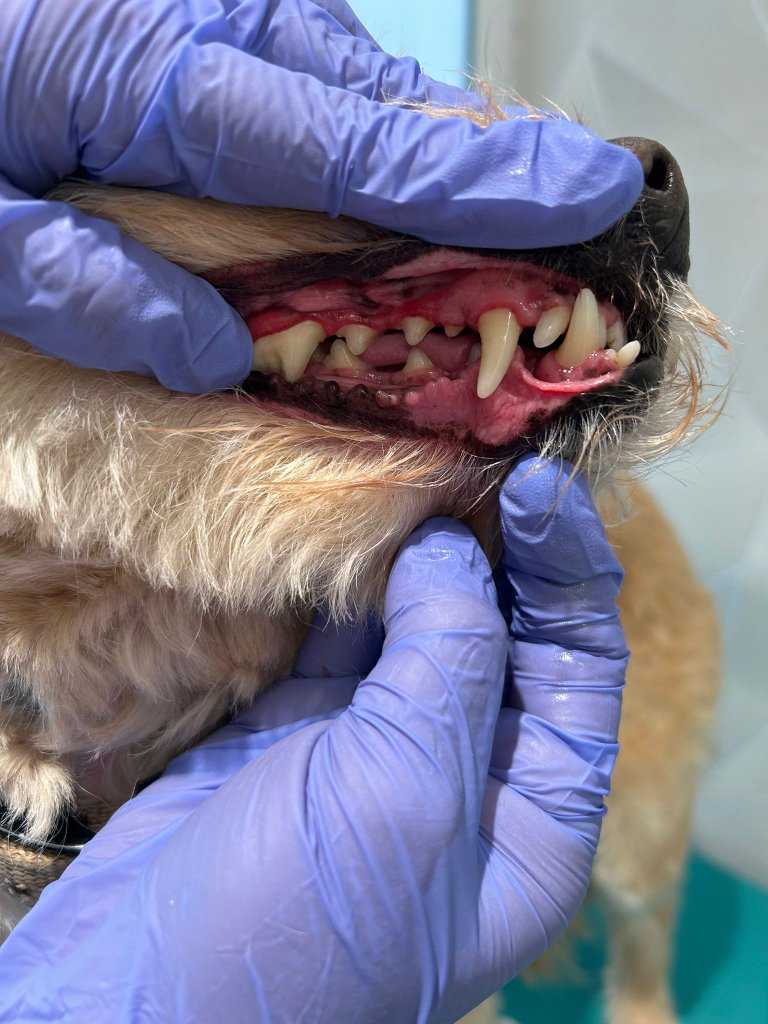 Antes de limpieza dental sin anestesia