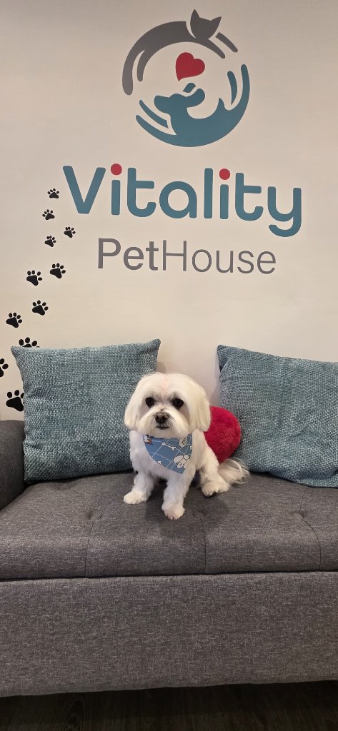 Vitality Pethouse - mascota 28