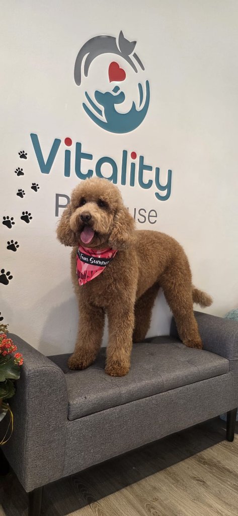 Vitality Pethouse - mascota 26