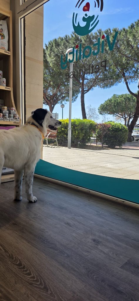 Vitality Pethouse - mascota 15