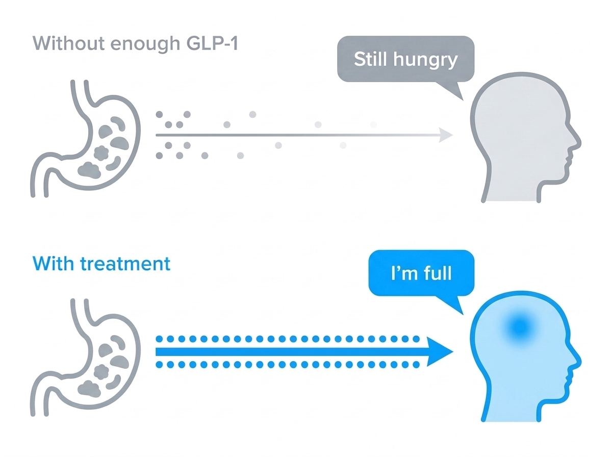 GLP-1 fullness signal diagram: without enough GLP-1 the brain stays hungry, with treatment the fullness signal reaches the brain
