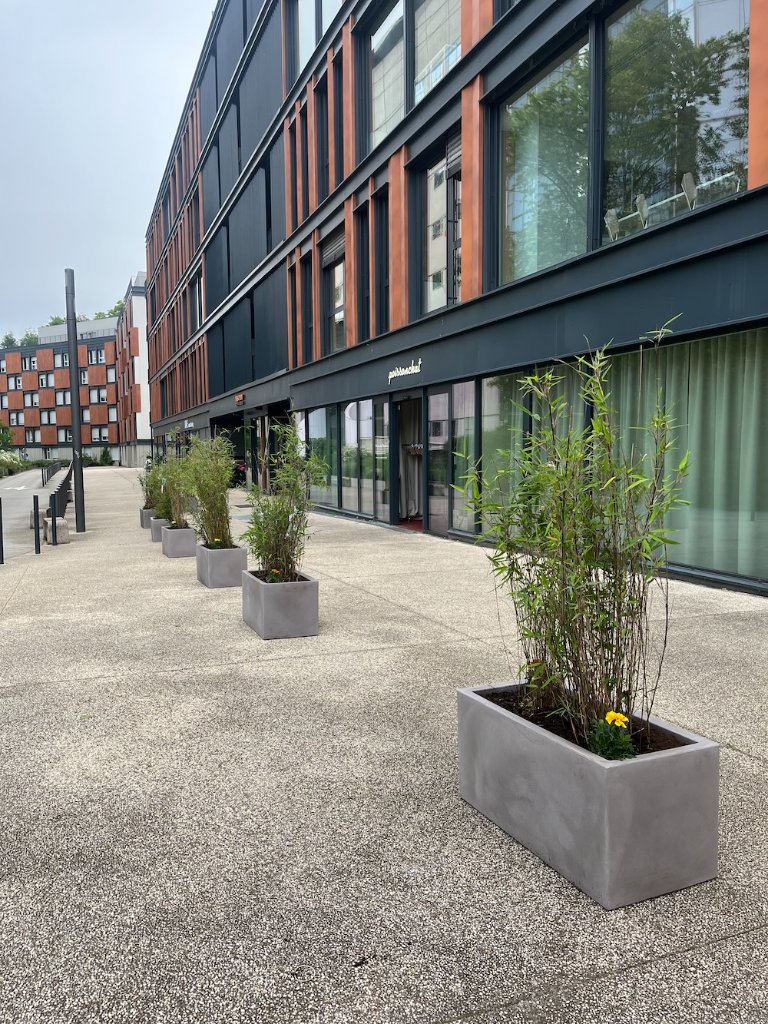Bambous en bacs pour terrasse de commerce, brise-vue naturel