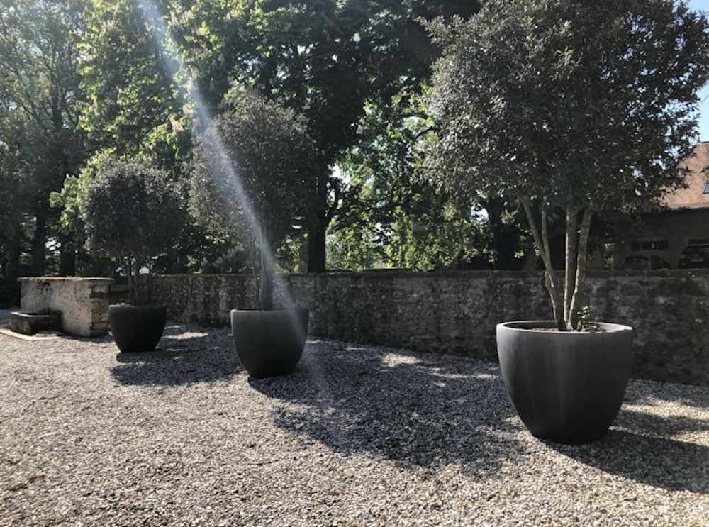Oliviers en gros pots pour aménagement extérieur de restaurant