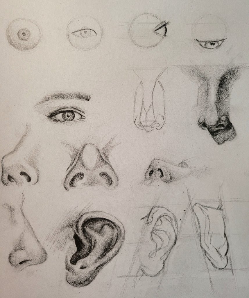 Eyes, Nose & Ear Studies