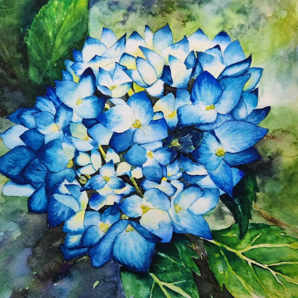 Blue Hydrangea