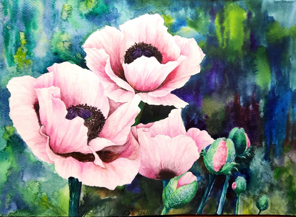 Pink Poppies
