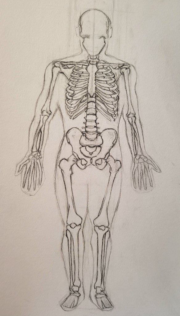 Full Skeleton Study