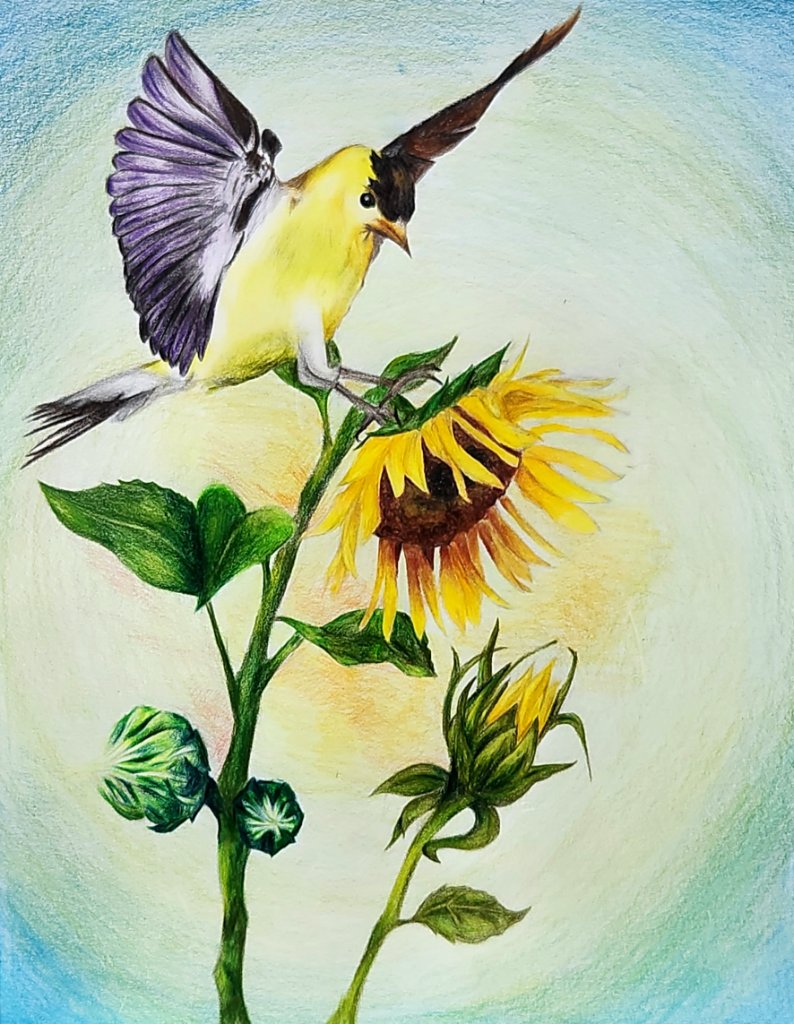 Goldfinch on Sunflower