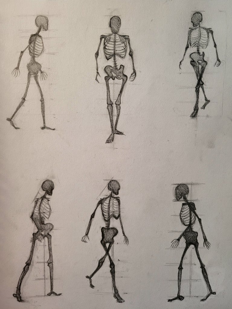 Skeleton Poses Study