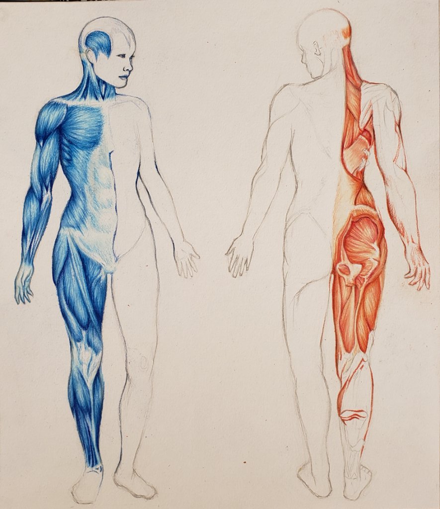 Muscle & Anatomy Study
