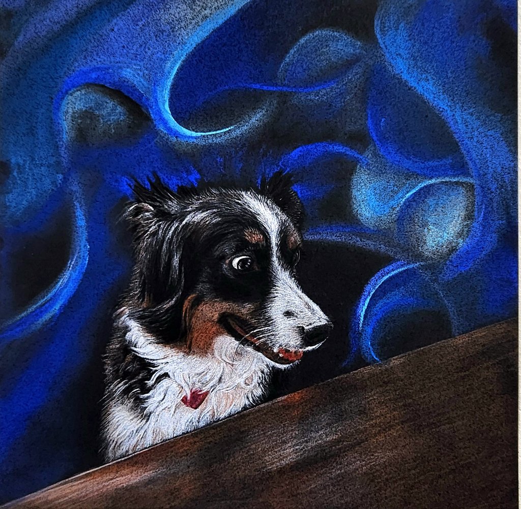 Border Collie Portrait