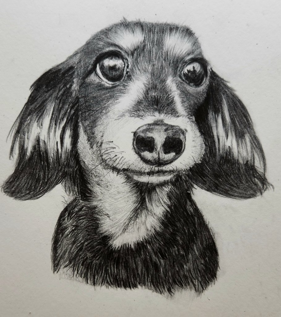 Dachshund Portrait