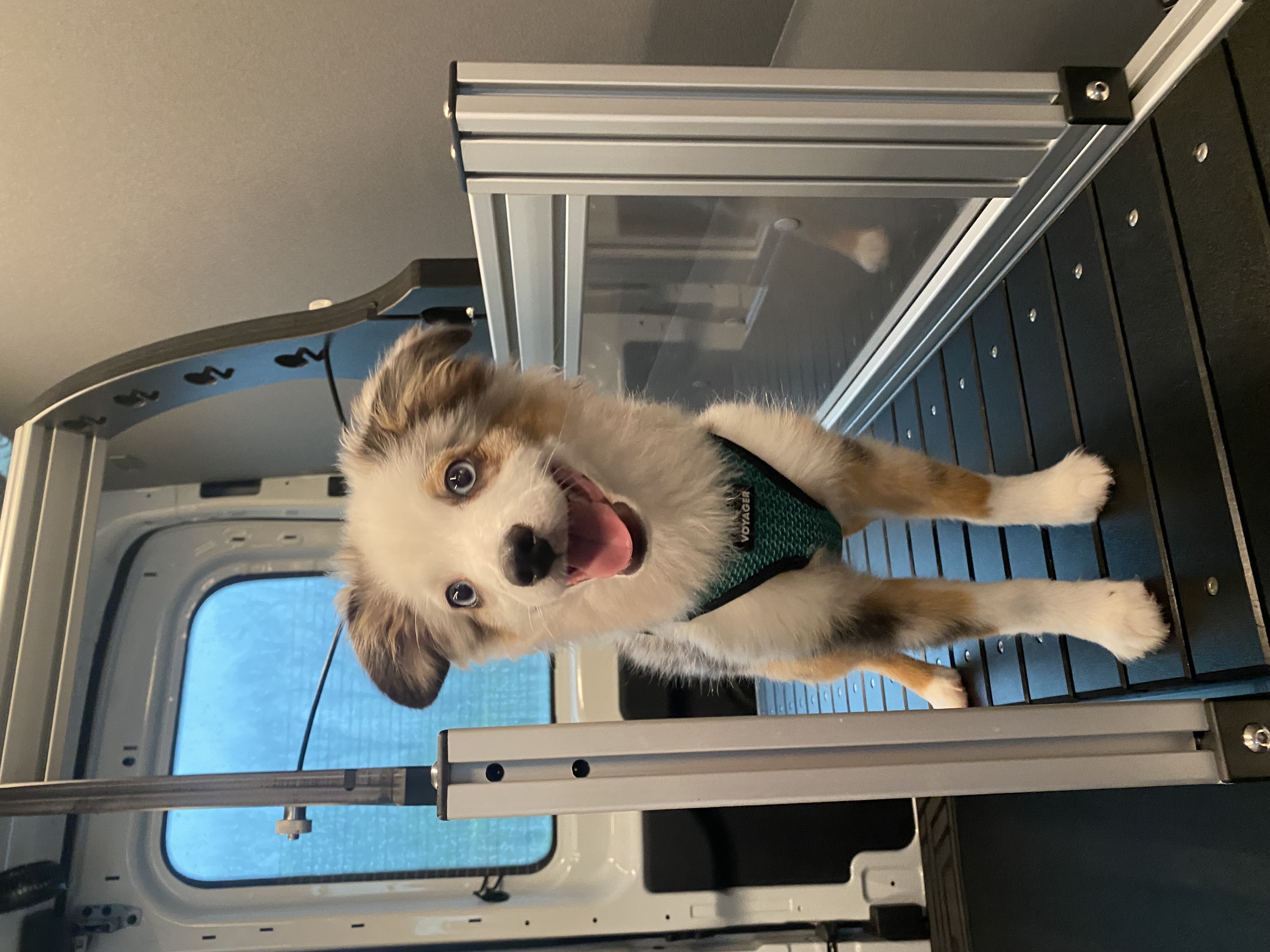 Dog running on slatmill inside mobile van