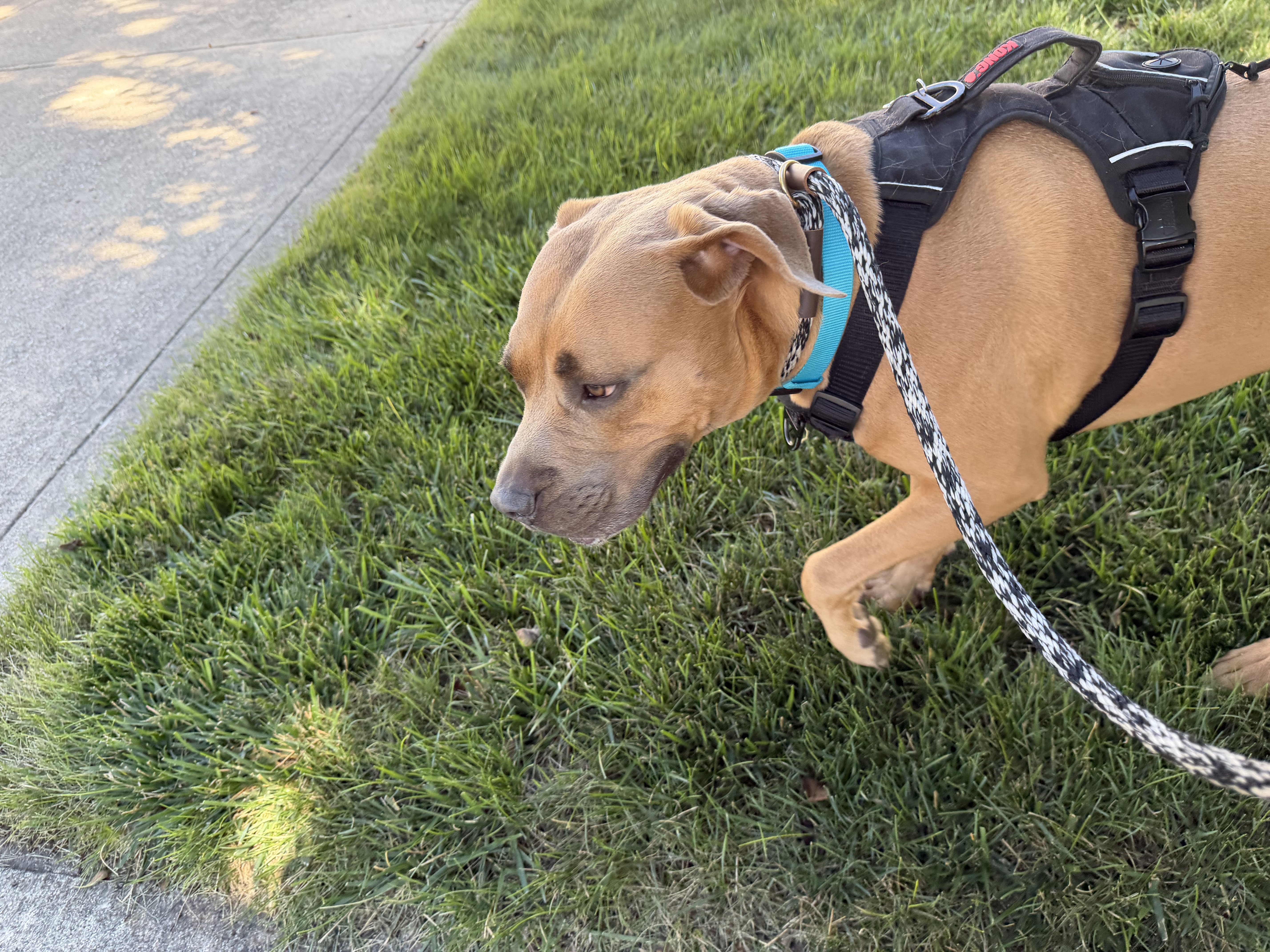 Structured Dog Walk