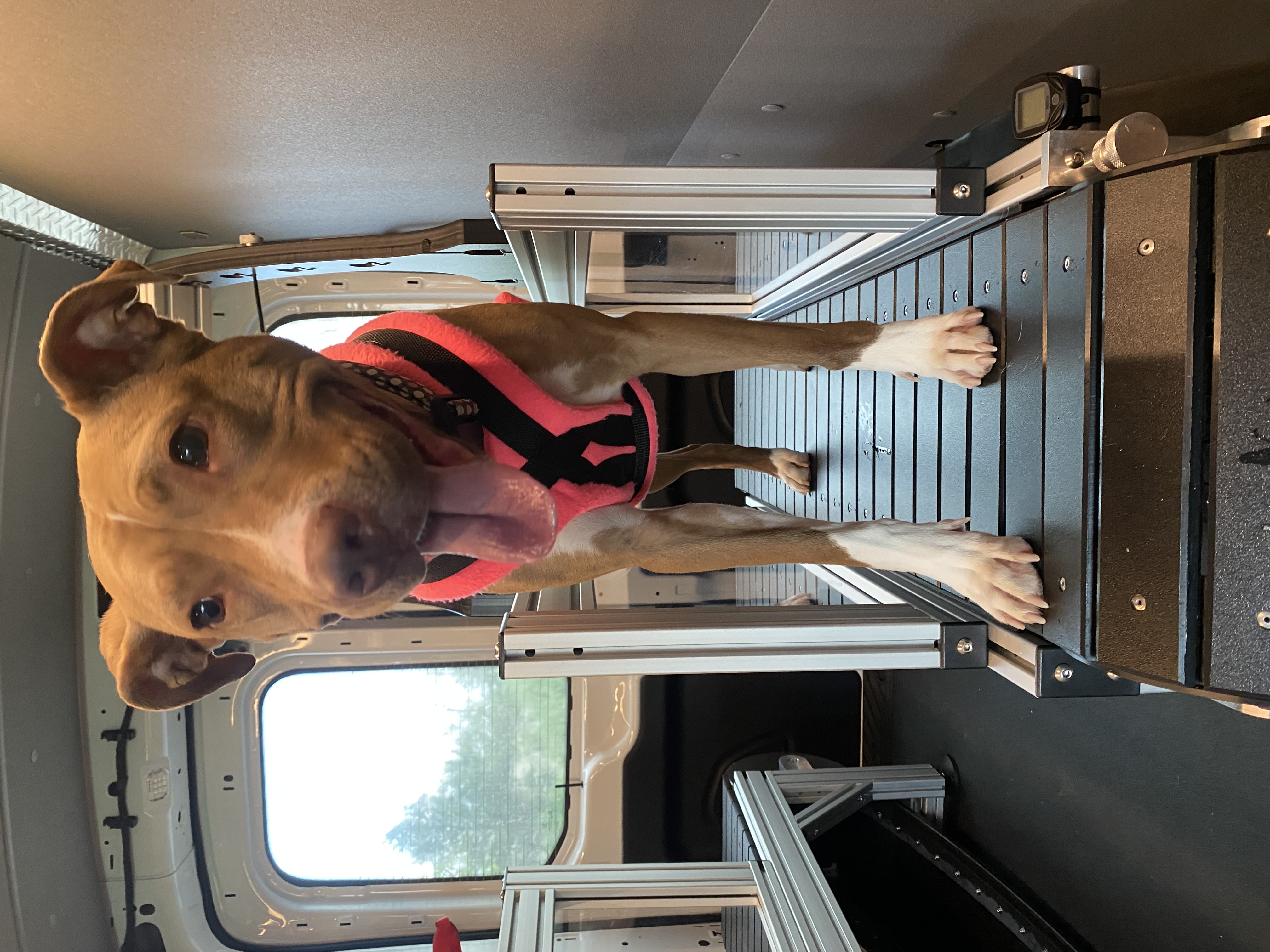 Hopeful shelter dog with citron bandana