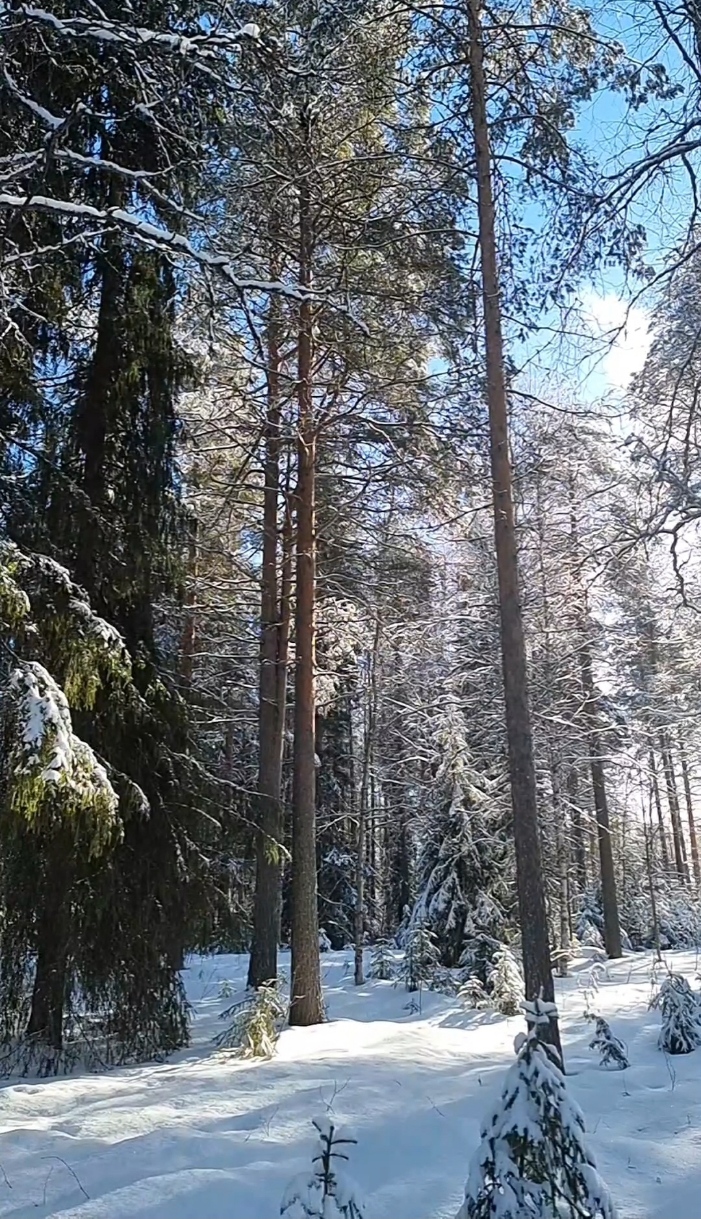 Forest Moment . Coming