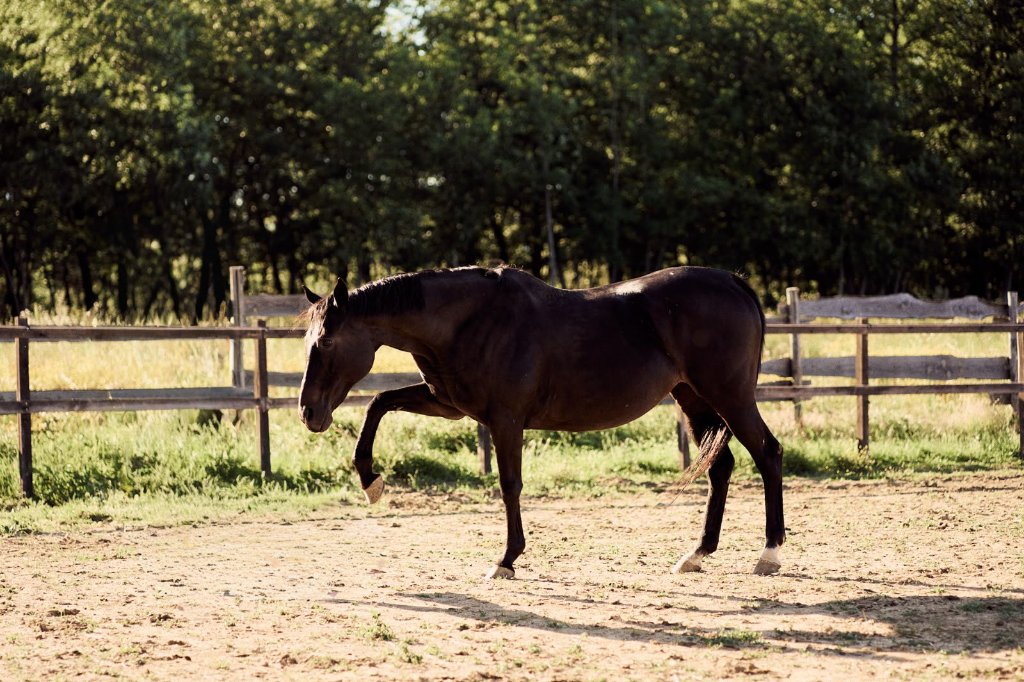 Cavallo nel paddock al tramonto