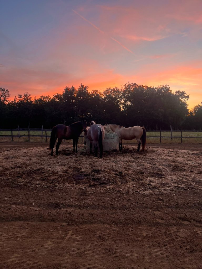 Cavalli al tramonto a Sogno in Toscana