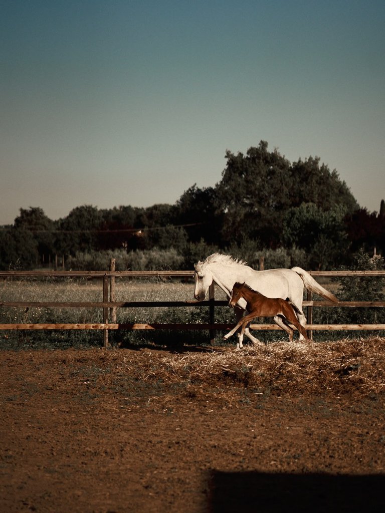 Cavallo e puledro nel paddock
