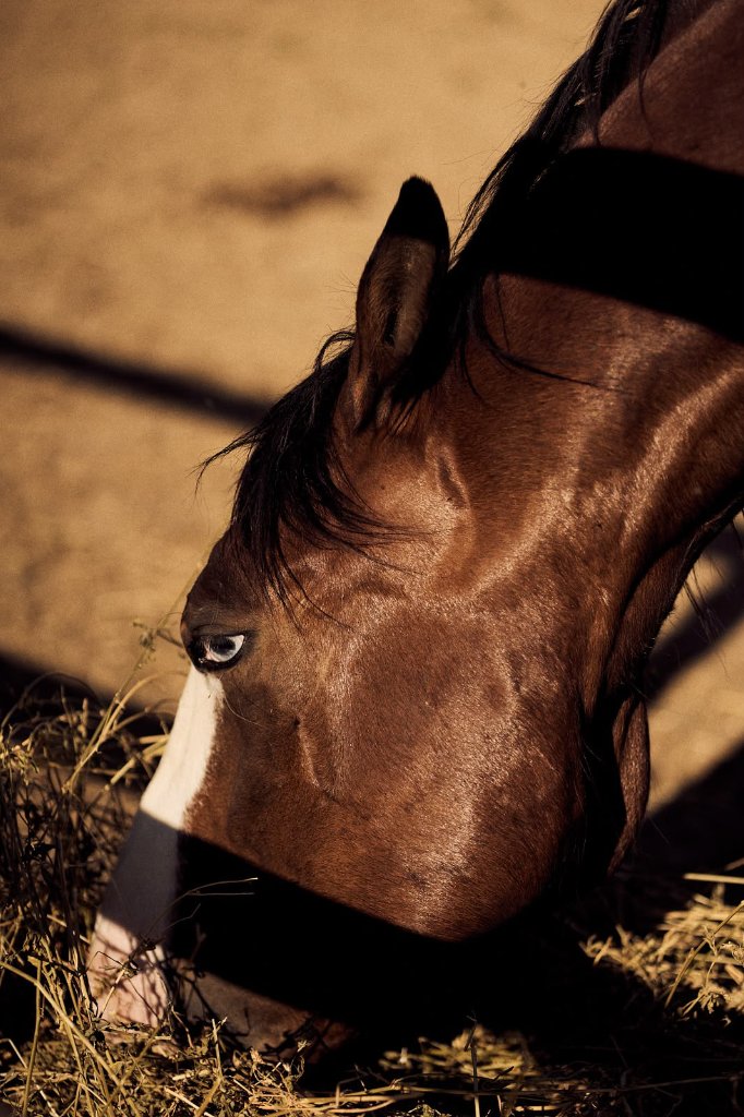 Cavallo al tramonto