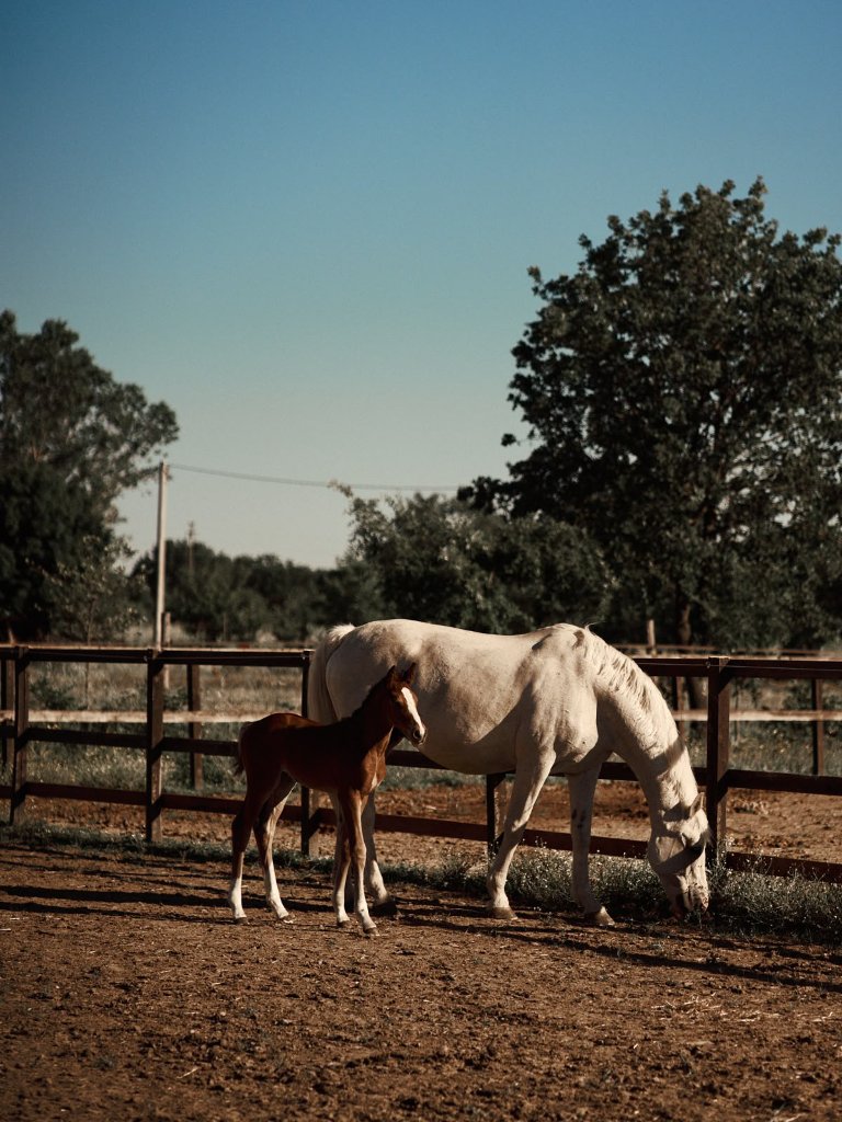 Cavallo e puledro nel paddock