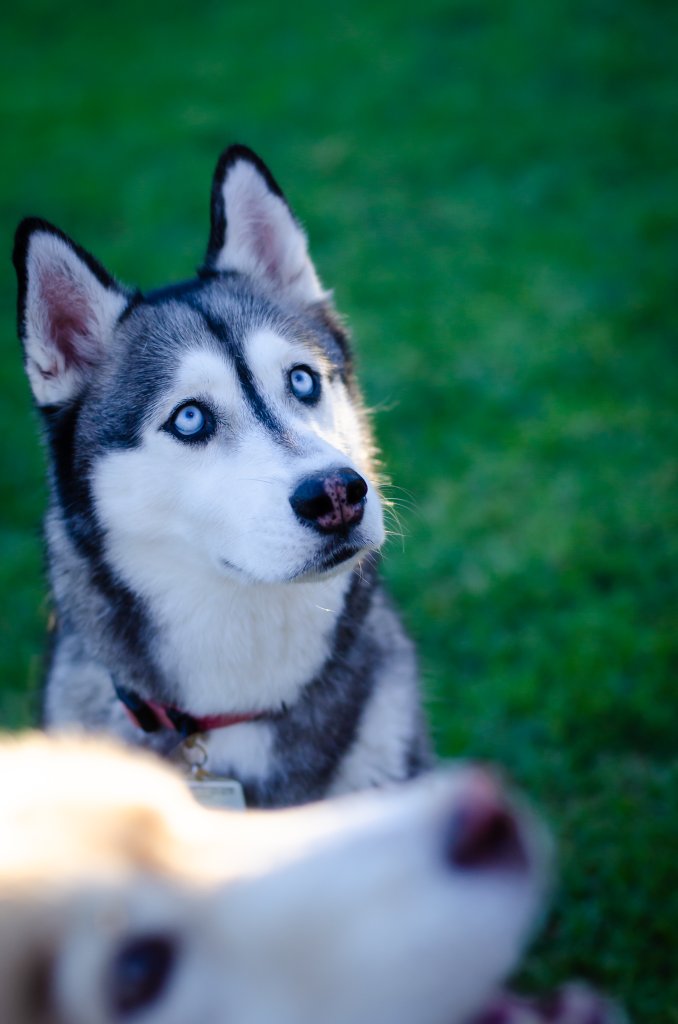 Our Siberian Huskies