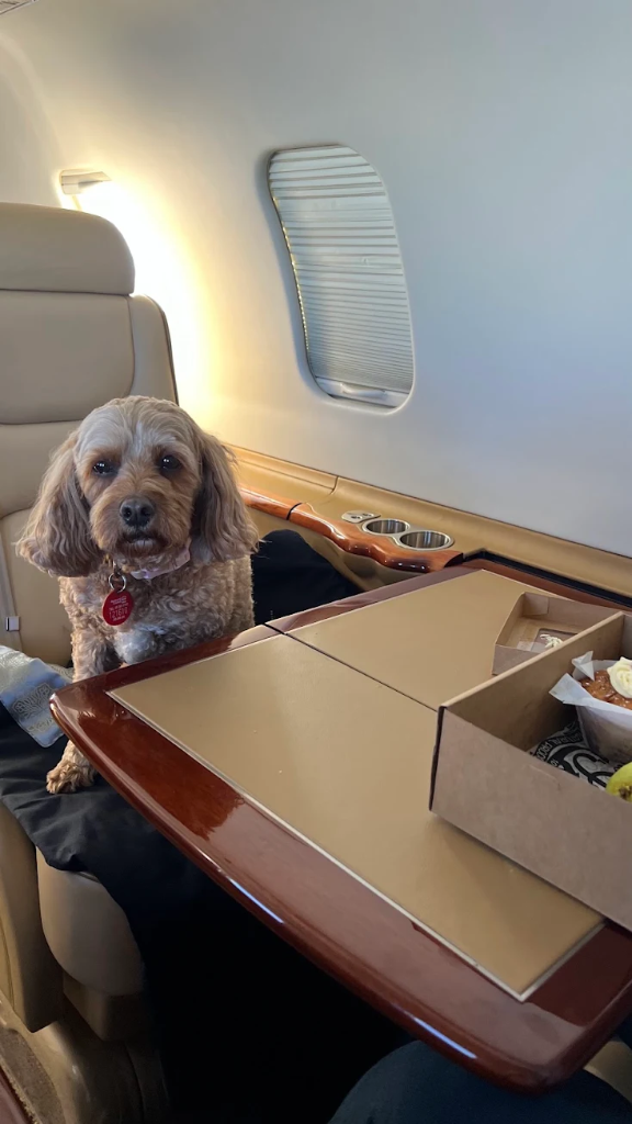 Helen's Cavoodle relaxing in her seat on a private charter flight