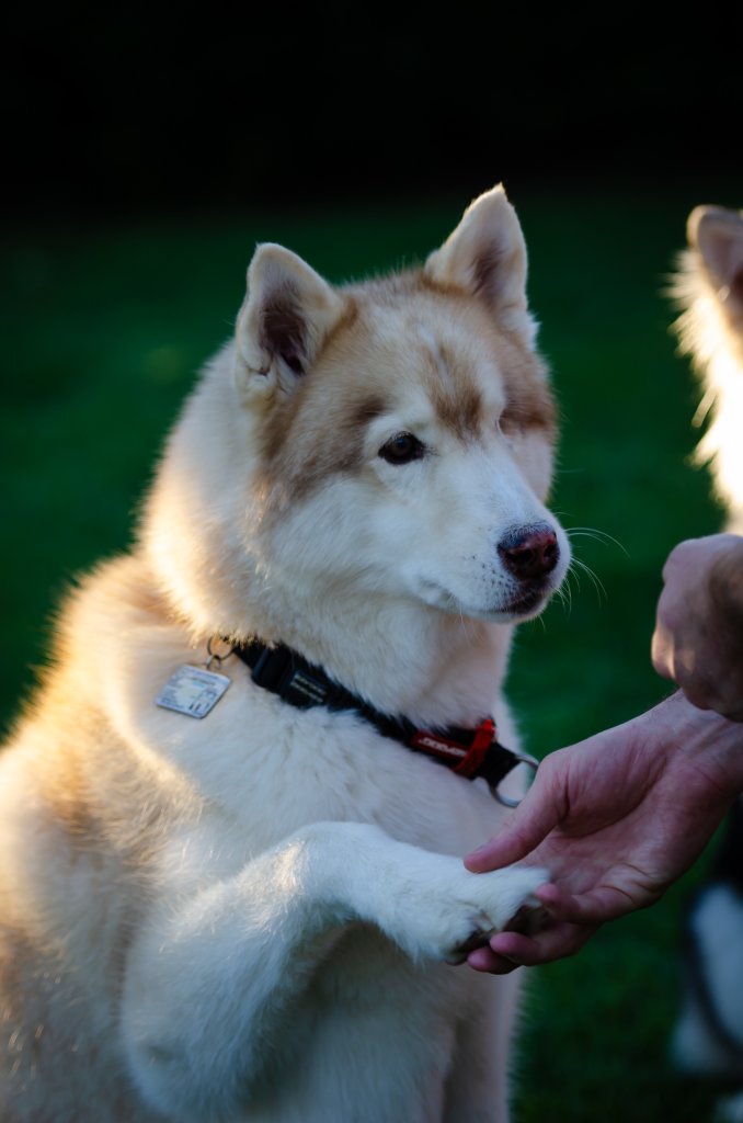 Our Siberian Huskies