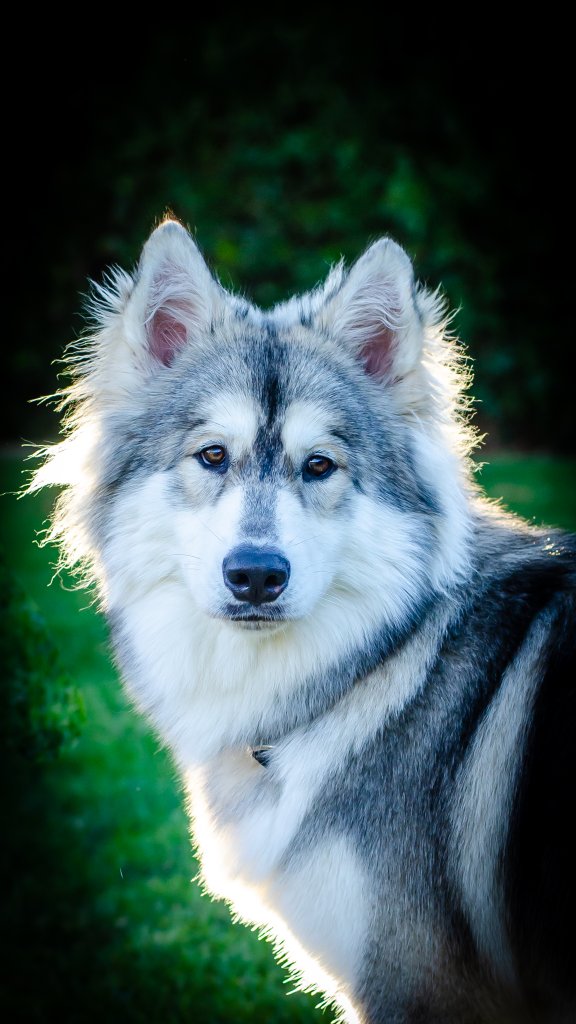 Our Siberian Huskies
