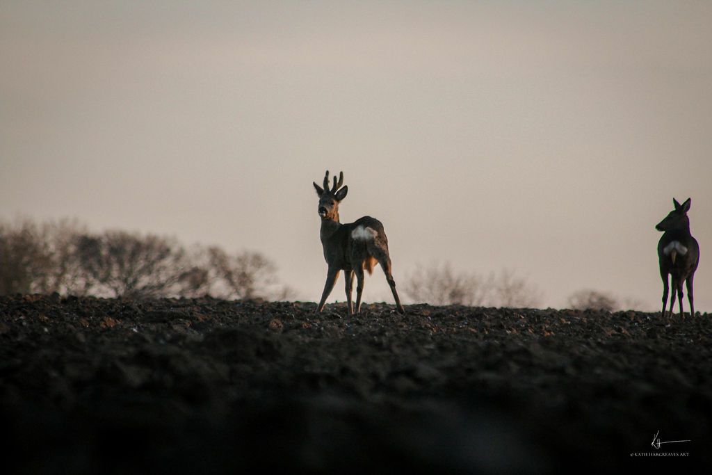 Roe buck at sunrise — Childerley Sporting