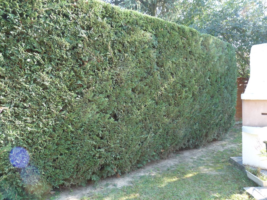 Haie de thuyas taillée par BREVENNE