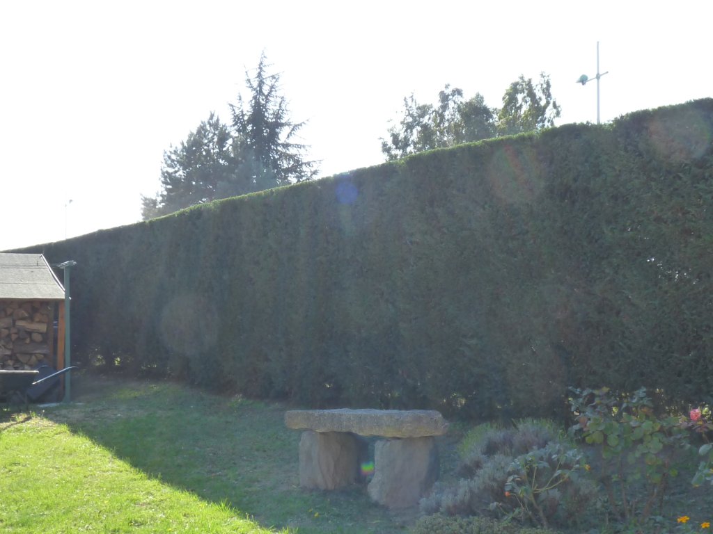 Grande haie de thuyas entretenue