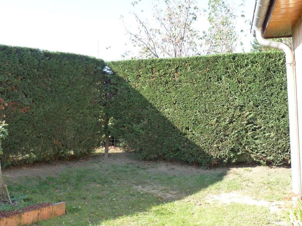 Haie d'angle taillée — finition impeccable