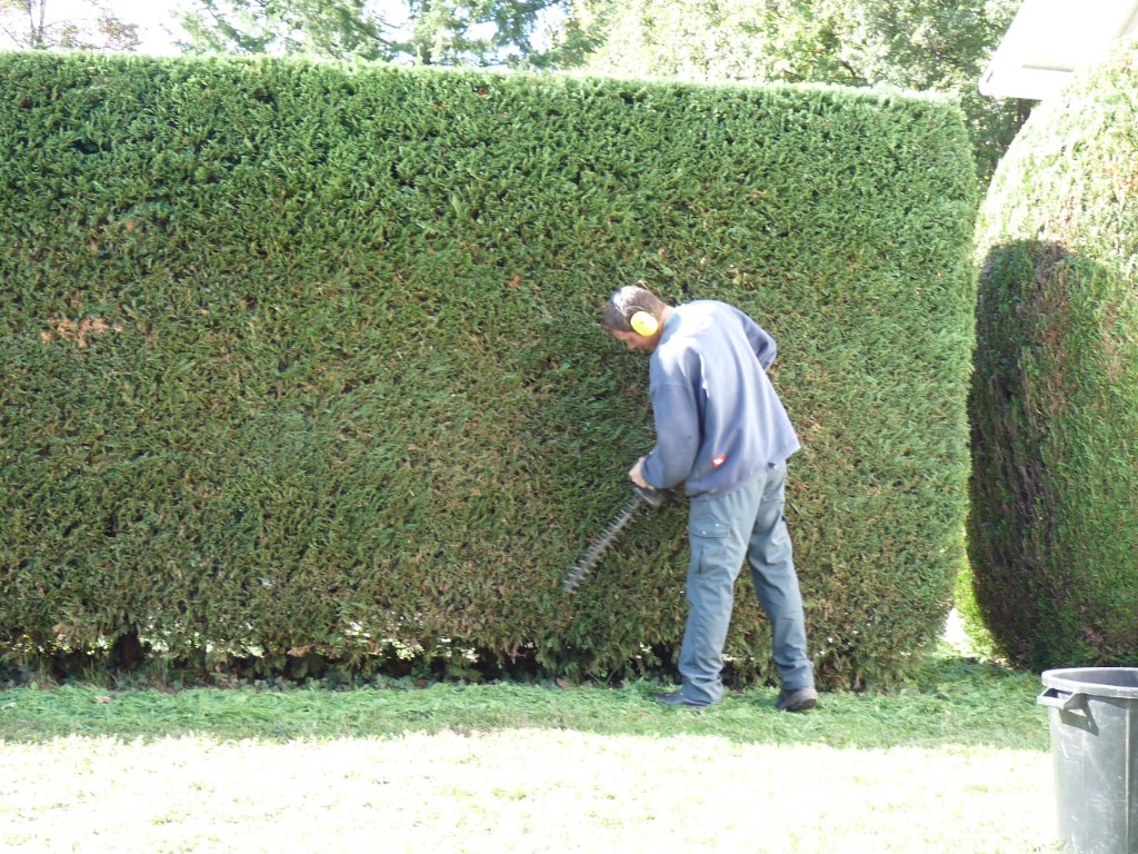 Taille d'une haie de thuyas par BREVENNE