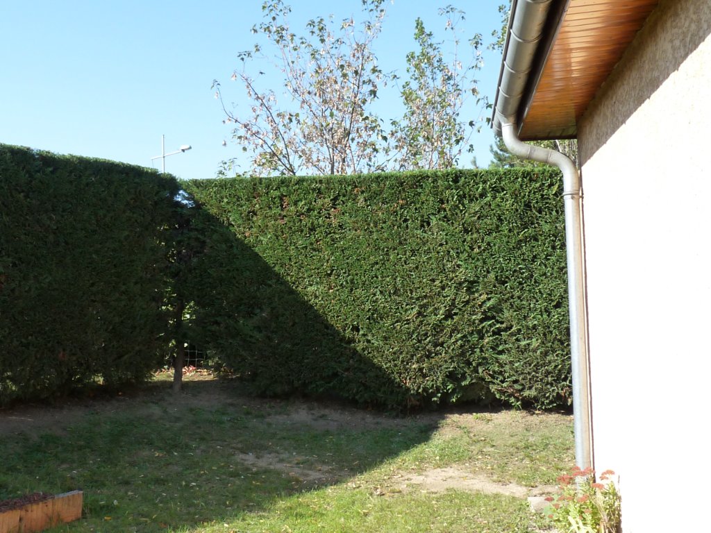 Haie d'angle parfaitement taillée
