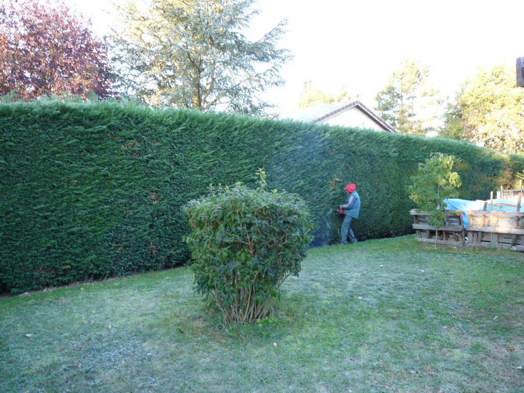 Taille d'une haie de thuyas dans un jardin