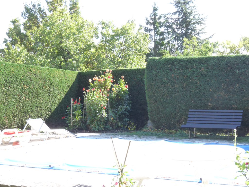Haie d'if autour d'une piscine
