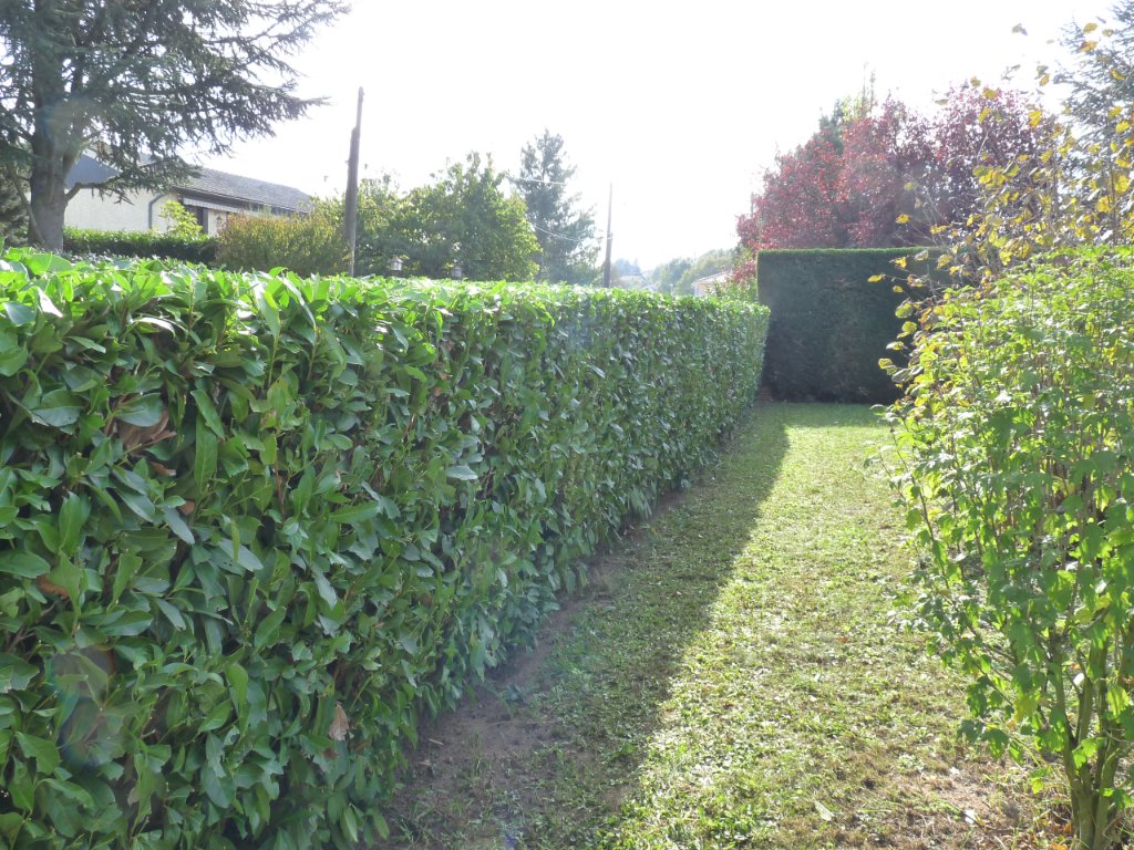 Haies de laurier et thuyas dans un grand jardin