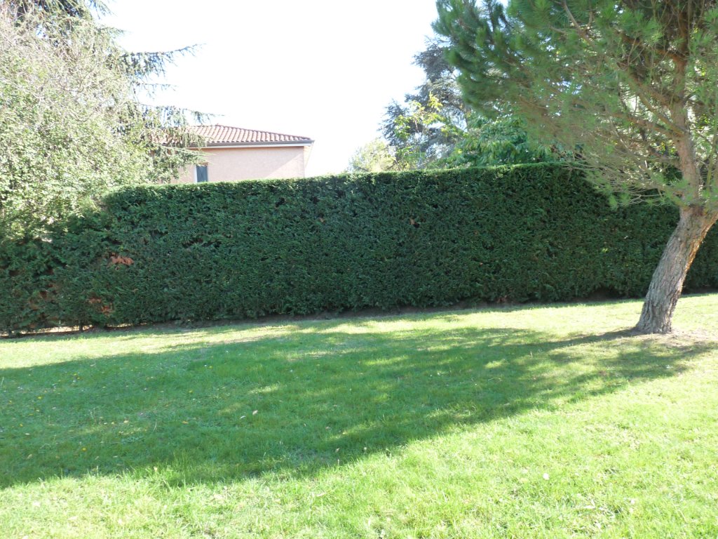 Haie basse de thuyas dans un jardin