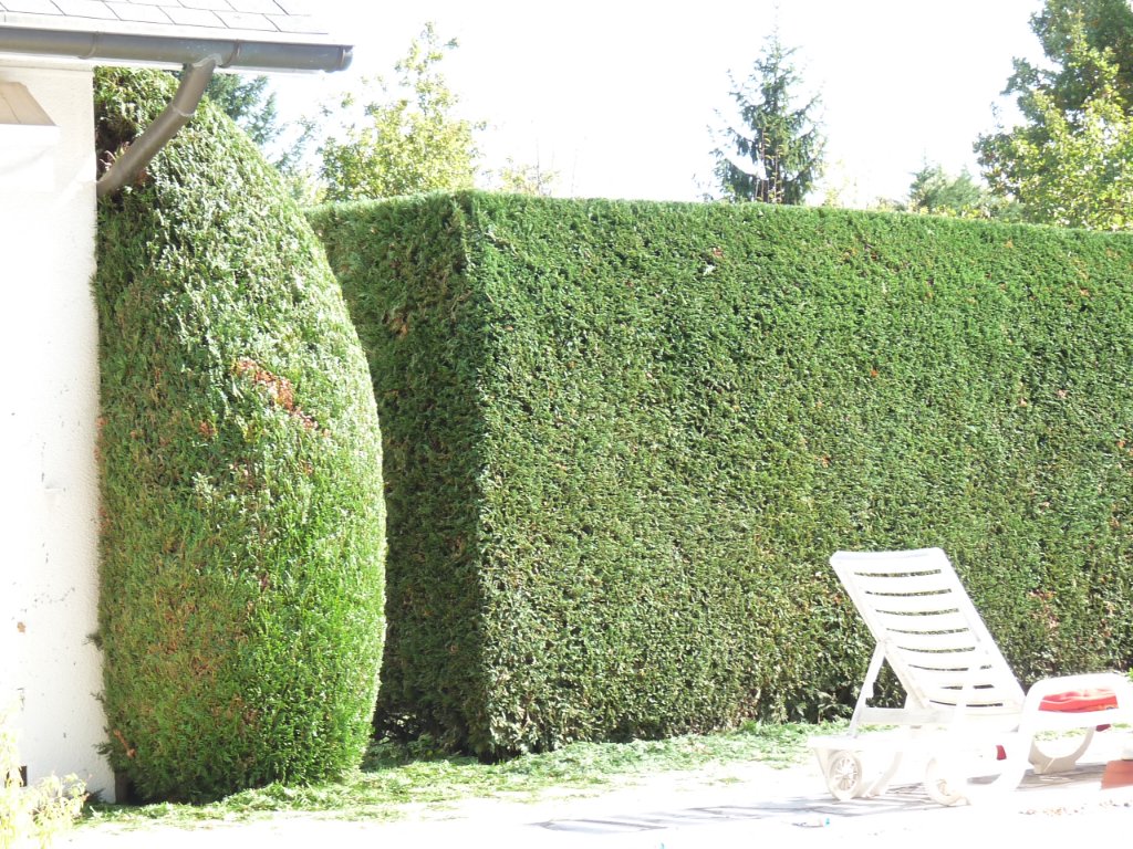 Topiaire et haie de thuyas entretenues