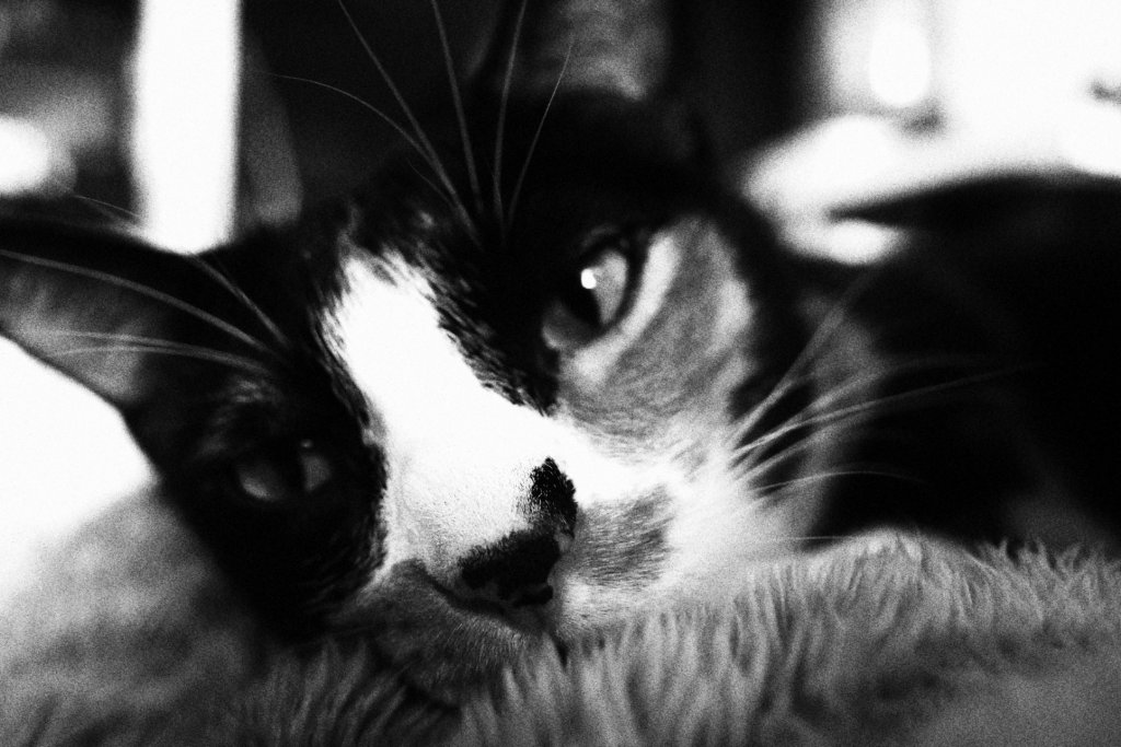 Dramatic black and white close-up of a cat's face