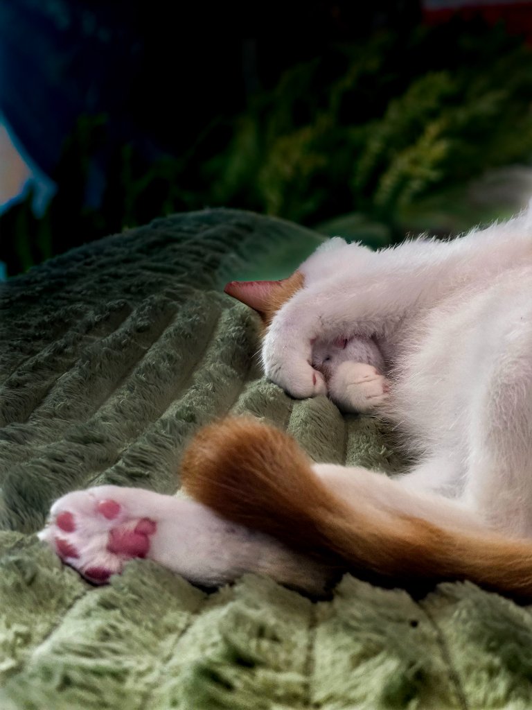 White and orange cat sleeping curled up on textured sage green blanket showing pink paw pads