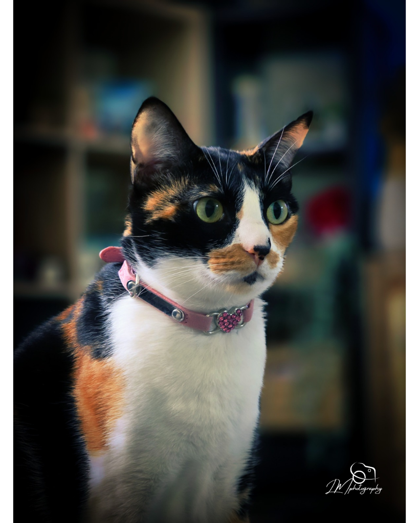 Professionally edited calico cat portrait with LM Photography watermark