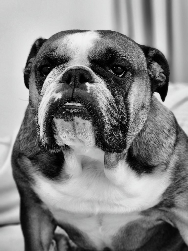 Black and white headshot of English bulldog with serious expression and dignified pose