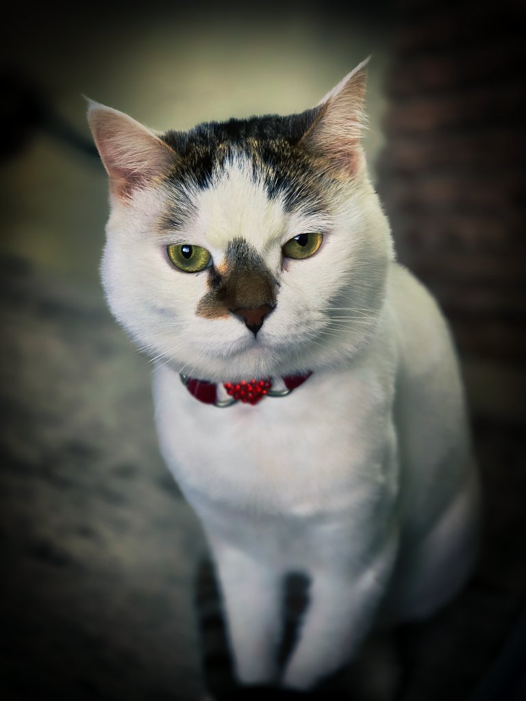 White cat with distinctive markings wearing a red collar