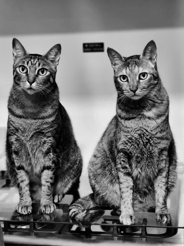 Two tabby cats sitting side by side on a dishwasher, black and white