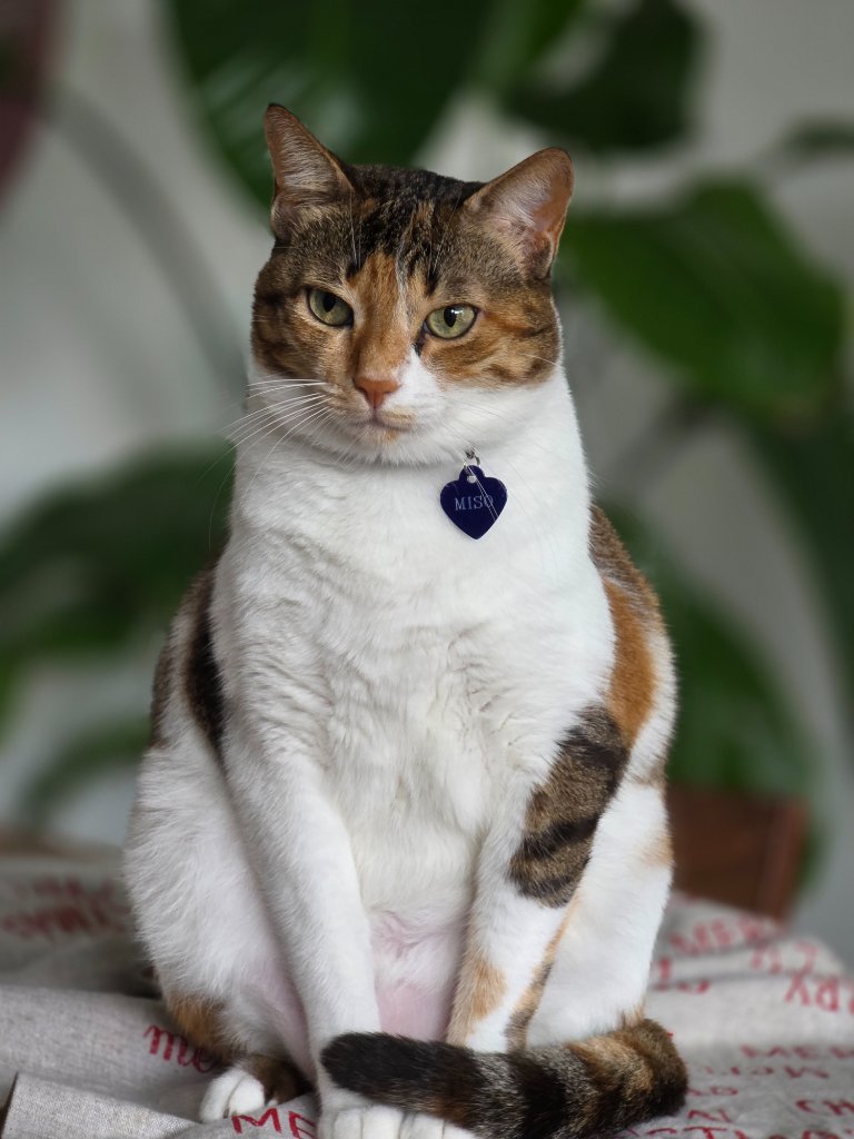 Calico cat named Miso sitting elegantly with a blue heart tag