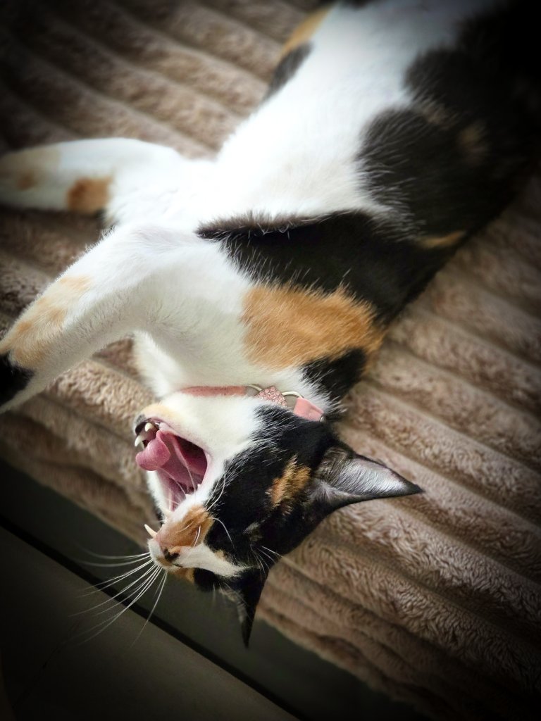 Calico cat mid-yawn showing teeth while lying down