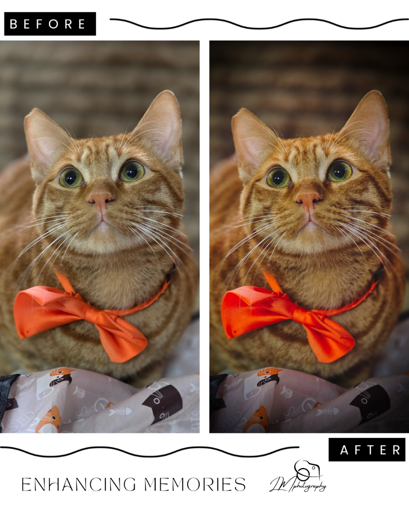 Before and after retouching of orange cat with bow tie by LM Photography
