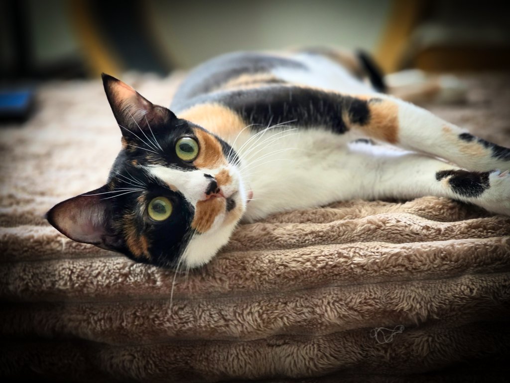 Calico cat lying sideways and looking up with wide eyes